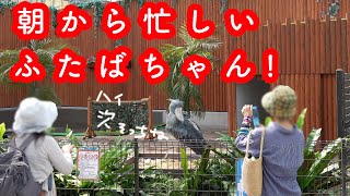 ハシビロコウふたばちゃんの結構忙しい朝!【ちょっと昔のふたば2020年9月-2】Shoebill FUTABA掛川花鳥園のハシビロコウふたば