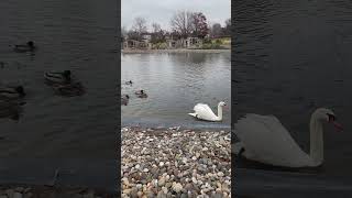 Swans in Harmony Nature’s Elegant Dance #trending #shorts #shortvideo