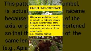 Infloresence#umbel#Biology#ytshorts