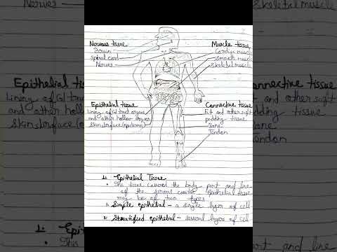 Bsc Nursing First Year Syllabus/anatomy & Physiology Unit-1 Notes ...