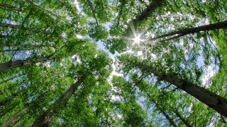 [ 4K UHD ]  東京・水元公園の新緑 Tokyo Mizumoto-Park in Fresh green season