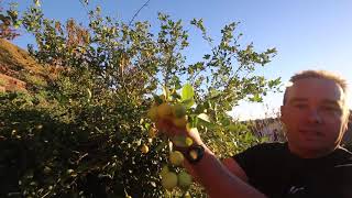 How do you use your mexican limes? Mexican Lime - Tree and Fruit Review, San Diego, CA 2020 .