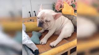 Baby Dogs Video - Cute Pets And Funny Animals - Compilation 1