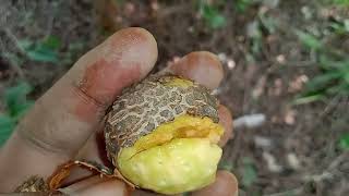 खाते ही शरीर में  100 घोड़ो की पवार आ जाती है//dioscorea bulbifera in hindi