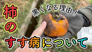 柿が黒くなる原因！すす病について解説しています。