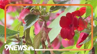 Proctor's Garden: Grow something in the new year