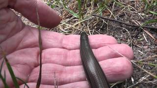 Blindworm - Blindschleiche (Anguis fragilis)