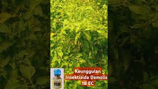 Keunggulan Insektisida Demolish 18 EC untuk cabe rawit #feedshorts #petanipemula