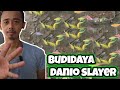 Rahasia Budidaya danio slayer glofish