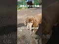 【ポン太18歳の日常】＃朝んぽ＃ミニチュアダックスフンド＃ポン太18歳＃シニア犬＃老犬＃dog