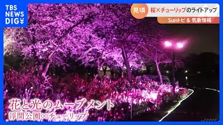 きれいなのは桜だけじゃない…約2万球のチューリップやサクラソウのライトアップ　花と光のムーブメント【SUNトピ】｜TBS NEWS DIG