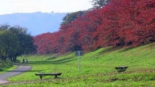 京都･八幡 秋の背割堤 桜並木を西へ Cherry trees in autumn, Kyoto(2009-11)