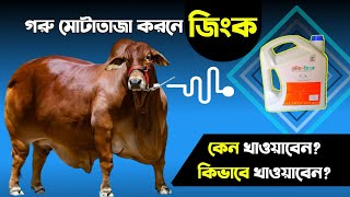 গরুকে জিংক খাওয়ানোর সঠিক নিয়ম কি | গরুর মোটাতাজাকরন ঔষধ