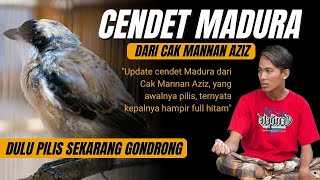 UPDATE Cendet dari Madura - Awalnya Pilis Sekarang Hampir Full Gondrong