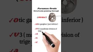 Structures passing through Foramen Ovale | Foramen Ovale anatomy