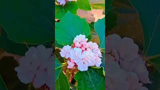 #natural beauty #Hazari mogra flower #flowers🌹🍀 #whatsappstatusvideo  # plants of beautiful#natural