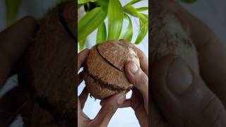 beautiful coconut shell pen holder making || #shorts #bestoutofwaste #diy #youtubeshorts