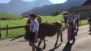 Viehscheid Obermaiselstein 2016