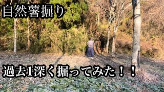 「自然薯掘り」単独掘り！！