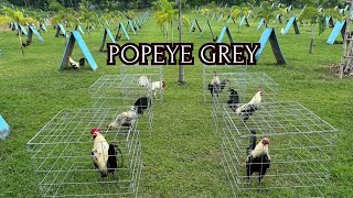 Popeye Grey White Muff Gilmore Hatch - ADA FARM