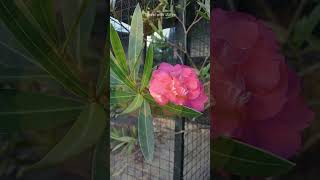 Beautiful Flowers | සීතල හන්තානේ සුන්දර කුරුළු උද්‍යානයේ මල් | Kandy  @TravelWithJuliya98