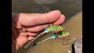 ギンヤンマ♂ (2024年06月03日) | Catching Two Male Emperor Dragonflies With A Net (June 3, 2024)