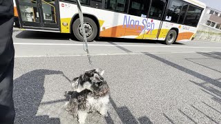 【#5パン】犬の散歩は車の運転と似てるんです/ミニチュアシュナウザー犬