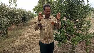 Mixed Fruits crops that grown in low water::Success Story of progressive organic farmer , Shivakumar