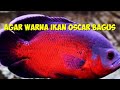 6. Pakan Agar warna ikan Oscar jadi bagus, #ikanoscar #oscarfiish