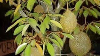 TABULAMPOT DURIAN agar tidak tinggi tp pendek dan rimbun