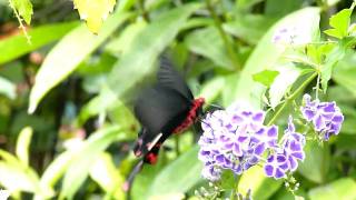 大紅紋鳳蝶@金獅湖蝴蝶園 2011/3/31