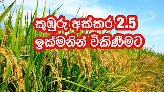 කුඹුරු අක්කර 2.5|kalu malli|aduwata idam