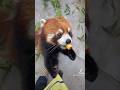 Don't go. The apples are all mine.😋😋😋#fy #fyp #trending #cute #redpanda #love #apples