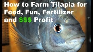 How to Farm Tilapia for Food, Fun, Fertilizer & Profit 9-5-13