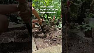 Pertama kali tanam okra merah, tanam 8 biji hanya 3 yang tumbuh #okramerah #okra #berkebun