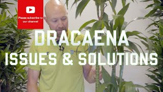 Dracaena Issues and solutions