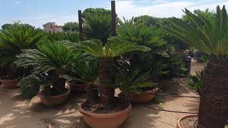 BestpalmTV. Cycas revoluta. Wiem że lubicie 🤩