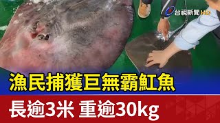 漁民捕獲巨無霸魟魚 長逾3米 重逾30kg