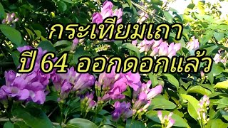 กระเทียมเถาปี 64 ออกดอกแล้วเป็นทั้งสมุนไพรและไม้ประดับ@Boonta thasa thasa.