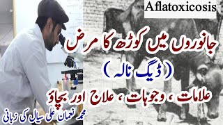 Degnala Disease In Cows And Buffaloes In Hindi Urdu/Mycotoxins In Dairy Animals || Animal Treatment