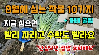 8월에 심는 추천작물 10가지 지금 이렇게 심으면 빨리자라고 수확도 빨라요 #8월에심는작물 #텃밭농사