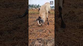 எந்த ஆட்டுக்குட்டியை தோட்டத்தில் வளர்க்கலாம் Goat farming