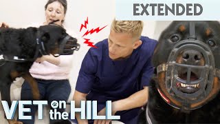 Aggressive 50kg Rottweiler Gets Tamed By Vet | Vet On The Hill Extended | Bondi Vet Full Episode