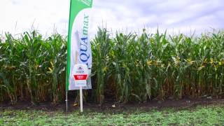 День поля компании DuPont Pioneer 18.08.2016