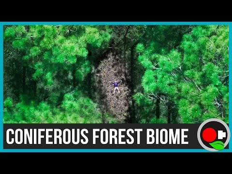 What is the weather like in coniferous forests?