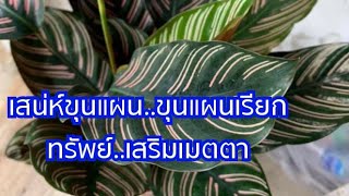 เสน่ห์ขุนแผน ขุนแผนเรียกทรัพย์ ไม้มงคล เสริมเมตตา|เกษตรบ้านนาchannel