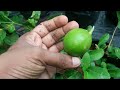 seedless lemon garden tour all about seedless lemon