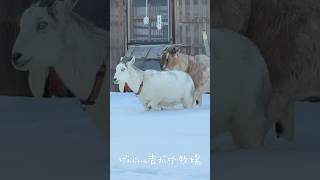 Goats walking in the snow #goat