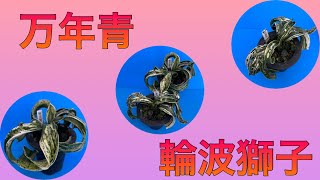 万年青「輪波獅子」2021.2.20