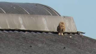 Little Owl - Steenuil  -  Varkensland - Amsterdam- Will Schep